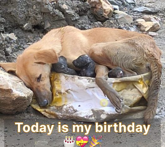 Gentle Rescue: Weary Mother Dog Hugs Puppies on Unsteady Legs, a Heartfelt Display of Emotion.