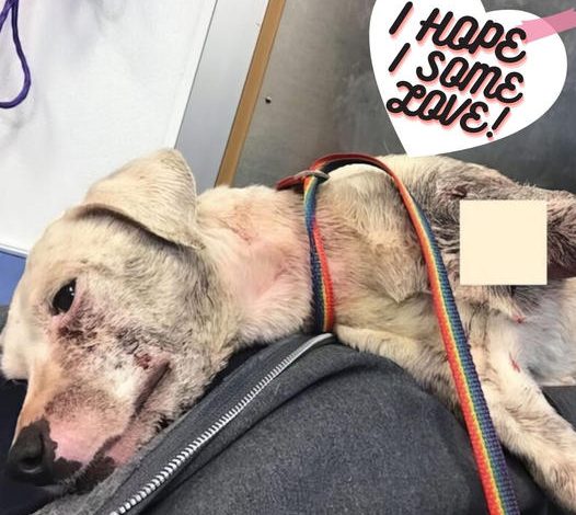 The dog, injured with a broken leg and a pleading look in its eyes, managed to catch the attention of a passing jogger who quickly rescued it