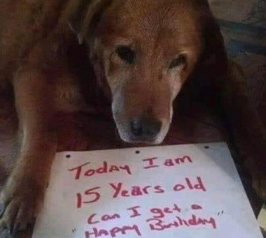 A Heartwarming Story: Dog’s Birthday Wish for 1 Million Shares as the Perfect Gift