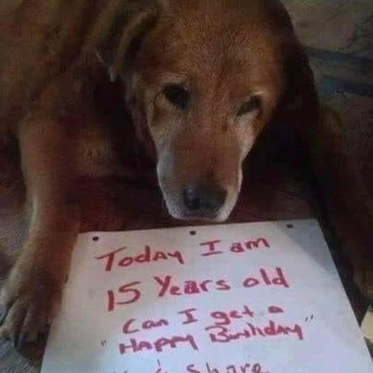 A Heartwarming Story: Dog’s Birthday Wish for 1 Million Shares as the Perfect Gift