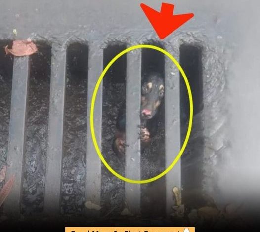 Dog Trapped In A Manhole – He Was Whining Desperately, But People Kept Walking Past Until A Girl Noticed Him