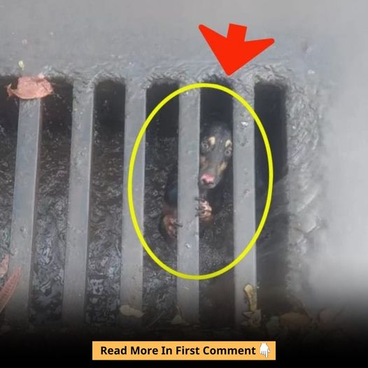 Dog Trapped In A Manhole – He Was Whining Desperately, But People Kept Walking Past Until A Girl Noticed Him