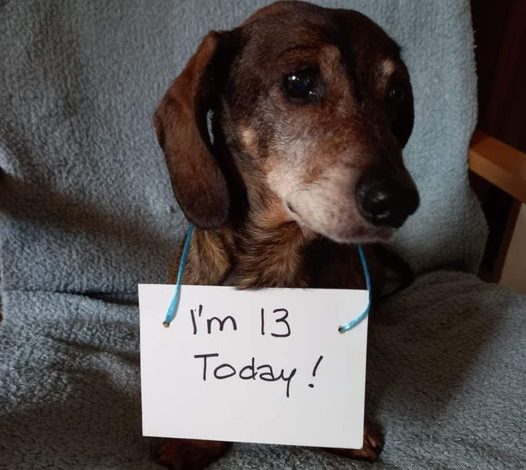 A Pup’s Quiet Birthday: Marking the 13th Year of a Loyal Friend Who Yearns for Warm Wishes