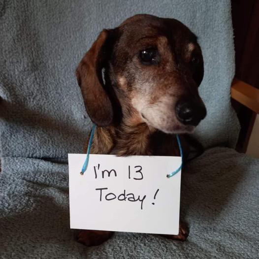 A Pup’s Quiet Birthday: Marking the 13th Year of a Loyal Friend Who Yearns for Warm Wishes