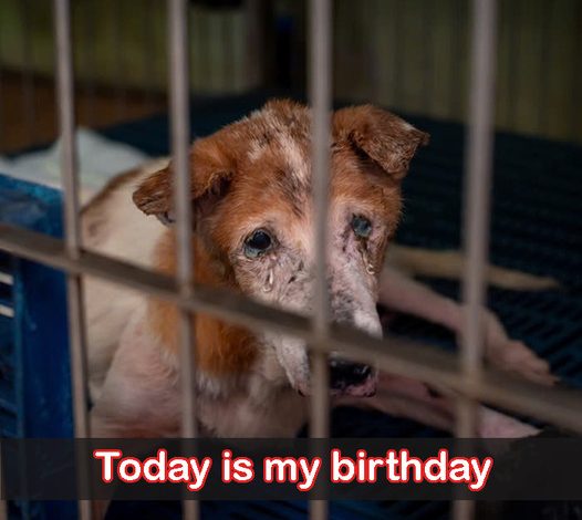 I’ve been in the shelter for 9 years; today marks my 9th birthday here, and no one has come to adopt me yet.