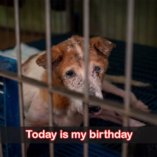 I’ve been in the shelter for 9 years; today marks my 9th birthday here, and no one has come to adopt me yet.