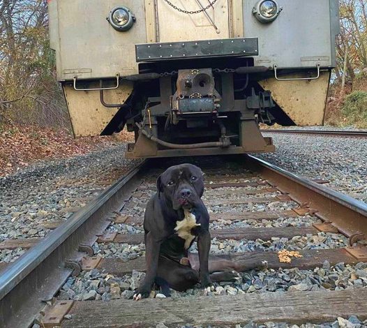 Abandoned and Broken: The Heartbreaking Story of a Stray Dog Left on Railway Tracks, Yearning for a Reunion Long Overdue.