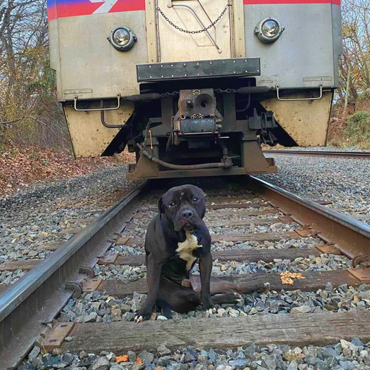 Abandoned and Broken: The Heartbreaking Story of a Stray Dog Left on Railway Tracks, Yearning for a Reunion Long Overdue.