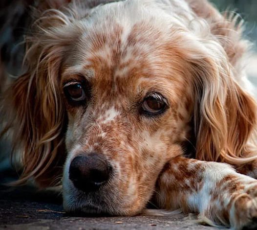 Celebrating 10 Years of Jasper: An English Setter’s Journey of Hope and Resilience