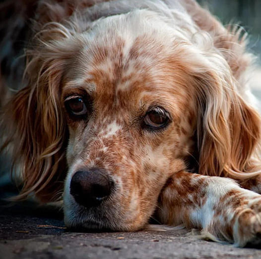 Celebrating 10 Years of Jasper: An English Setter’s Journey of Hope and Resilience