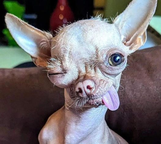 Ziggy’s Heartfelt Birthday: The 5-Year-Old Hairless Chihuahua with Comical Charm