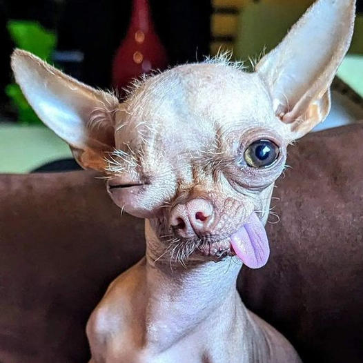 Ziggy’s Heartfelt Birthday: The 5-Year-Old Hairless Chihuahua with Comical Charm