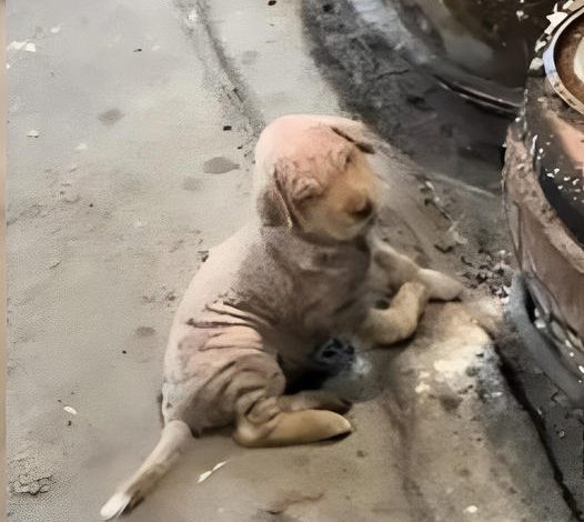 A Woman Saves A Sick Dog Abandoned In Freezing Cold, Crawling And Struggling To Stay Warm