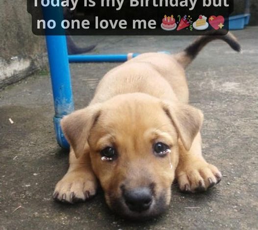 Today is my birthday, but since I’m an abandoned dog with no home, no one wishes me -giang