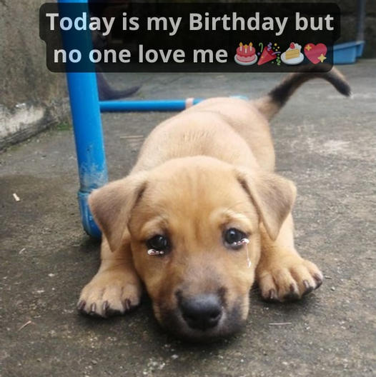 Today is my birthday, but since I’m an abandoned dog with no home, no one wishes me -giang