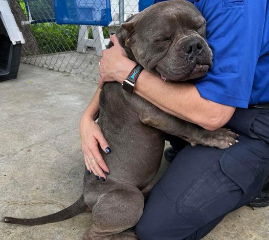 Bully Dog Finds Emotional Release: Tears Well Up After a Year in Shelter, Calmly Sleeps in New Owner’s Loving Arms, Sparking Viral Sensation.