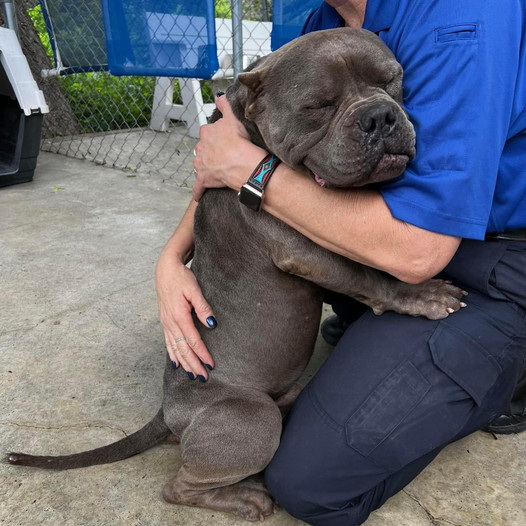 Bully Dog Finds Emotional Release: Tears Well Up After a Year in Shelter, Calmly Sleeps in New Owner’s Loving Arms, Sparking Viral Sensation.