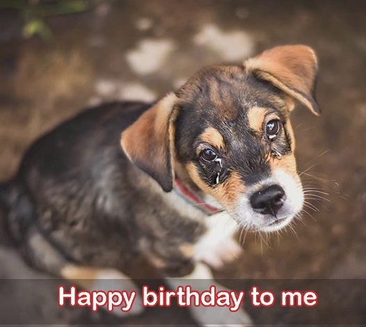 Today is my birthday, but I’m merely a stray dog; all I wish for is a full meal.