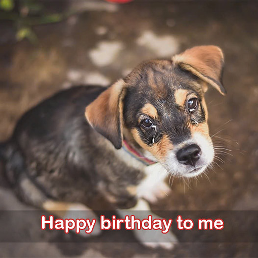 Today is my birthday, but I’m merely a stray dog; all I wish for is a full meal.