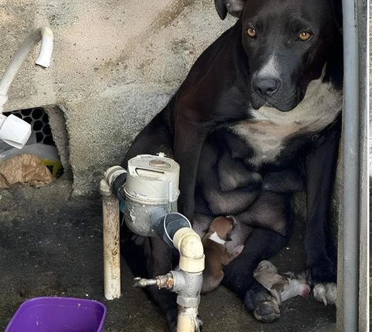 Dog Abandoned After Abuse Delivers Her Puppies In The Pouring Rain