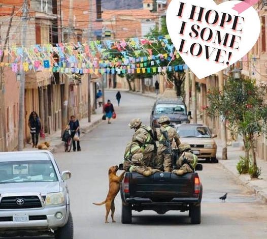 A stray dog caught the attention of soldiers on duty and eagerly followed them