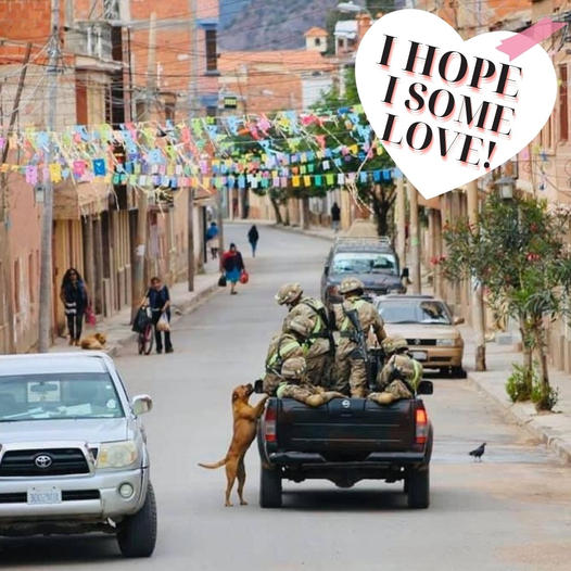 A stray dog caught the attention of soldiers on duty and eagerly followed them