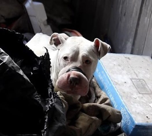 Prepare for an emotional experience as rare footage of a bait dog rescue reveals a heartwarming story.