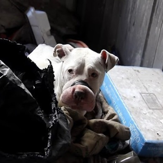 Prepare for an emotional experience as rare footage of a bait dog rescue reveals a heartwarming story.