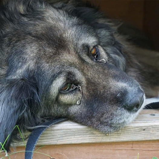 Boo is turning 11 today, but the dog is very sick; this could be his last birthday