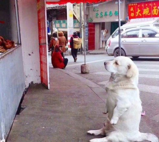 A small-legged dog warms hearts while it patiently waits beside a stall for free fried chicken.