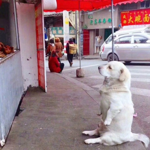 A small-legged dog warms hearts while it patiently waits beside a stall for free fried chicken.