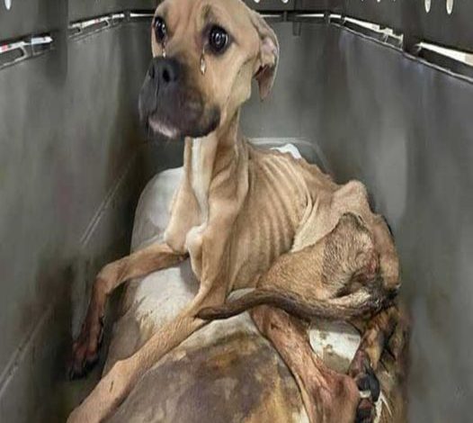 The neglected dog was famished, and his frail body endured until he was saved and provided with a true home.