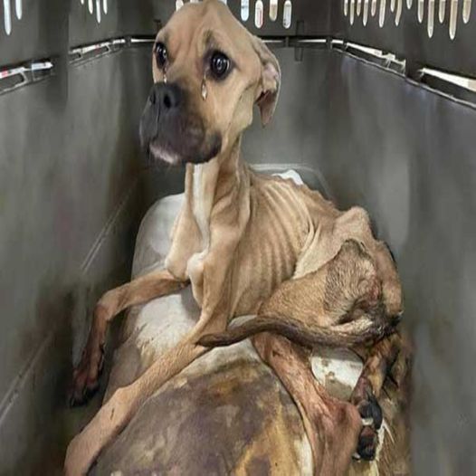 The neglected dog was famished, and his frail body endured until he was saved and provided with a true home.