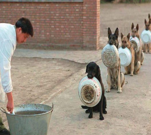 The row of stray dogs gathered at the shelter, waiting for a full meal, created a scene that moved millions of people.