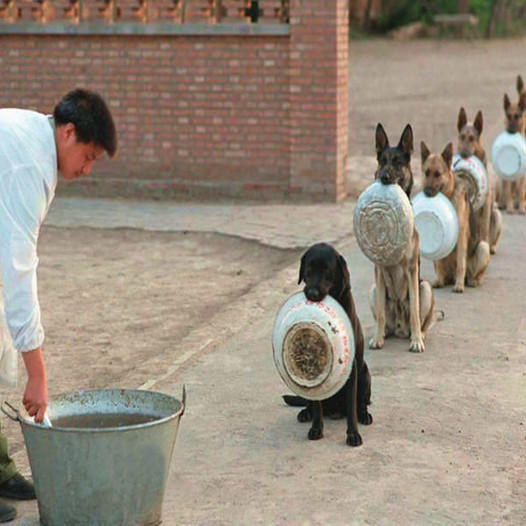 The row of stray dogs gathered at the shelter, waiting for a full meal, created a scene that moved millions of people.