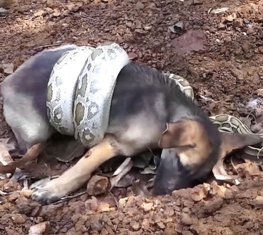 A puppy is rescued from a snake attack, desperately crying for help.