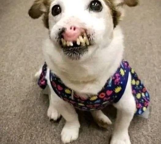 Dog Without Nose Born Finds Family That Thinks She’s Perfect