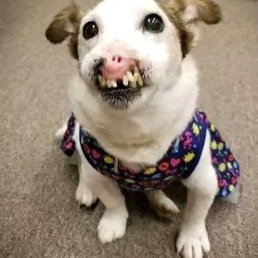 Dog Without Nose Born Finds Family That Thinks She’s Perfect