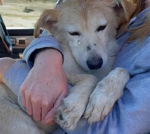 Lonely and lost, a blind dog discovers warmth and solace in the embrace of a kind stranger at the landfill