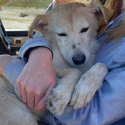 Lonely and lost, a blind dog discovers warmth and solace in the embrace of a kind stranger at the landfill