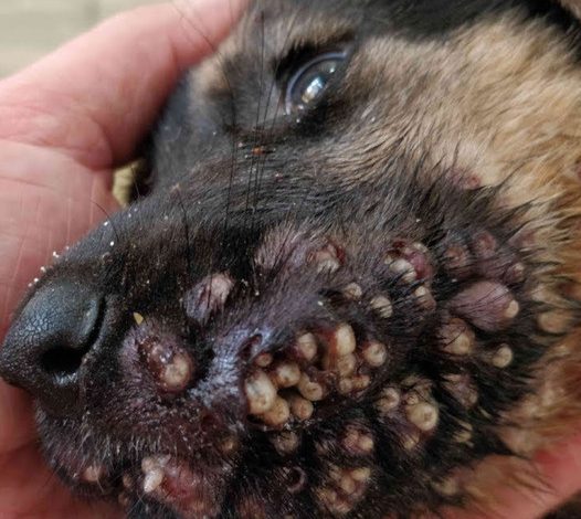 Saving a distressed dog, plagued with parasites and unable to move or eat properly, was a genuine act of compassion and resilience