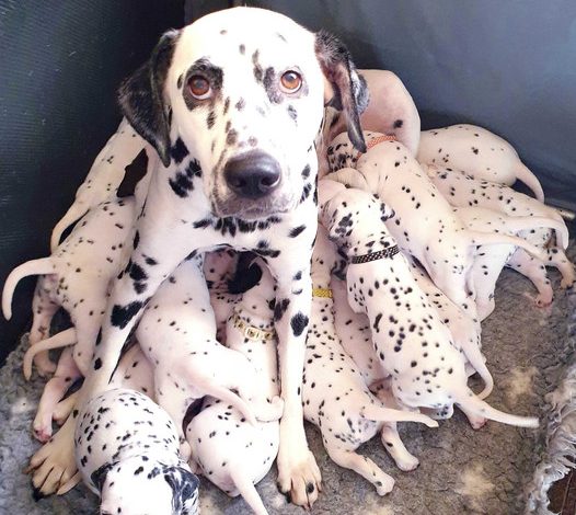 From Hopelessness to Optimism: A Mother Dog’s Extraordinary Path of Survival and Strength After Being Left Behind with Her Puppies