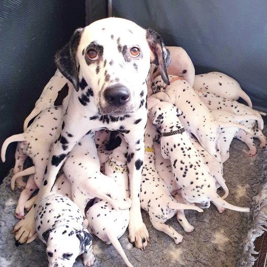 From Hopelessness to Optimism: A Mother Dog’s Extraordinary Path of Survival and Strength After Being Left Behind with Her Puppies