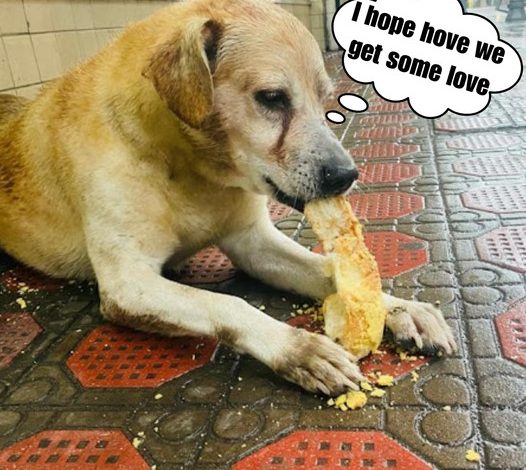 Cups of Hope: A poignant moment when a starving dog, wearing a muzzle, eats for the first time since nearly dying days earlier.