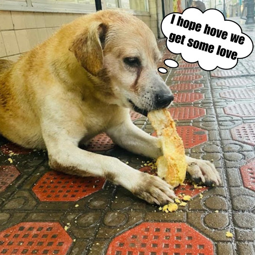 Cups of Hope: A poignant moment when a starving dog, wearing a muzzle, eats for the first time since nearly dying days earlier.