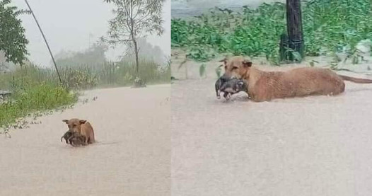 “A Mother’s Steadfast Love: Dog Saves Pup Through Flooded Waters”