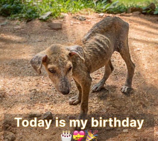 Heartwarming Tale: Dog’s Birthday Wish for 1 Million Shares Goes Viral as a GIF