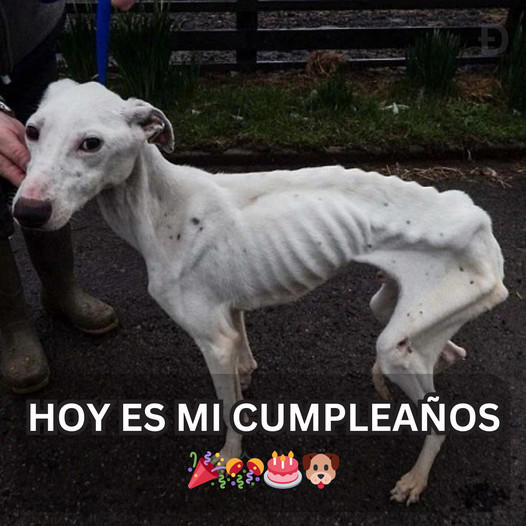 Mi cumpleaños se aproxima, pero aún no recibo felicitaciones: un día especial, aunque sigo esperando deseos significativos