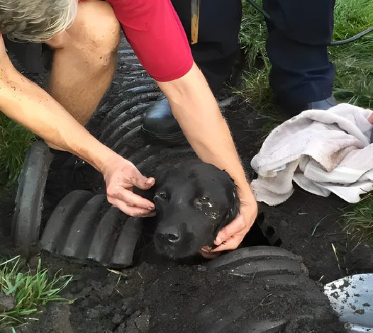 Don’t Give Up: Missing Puppy Amazingly Saved From Drain Pipe