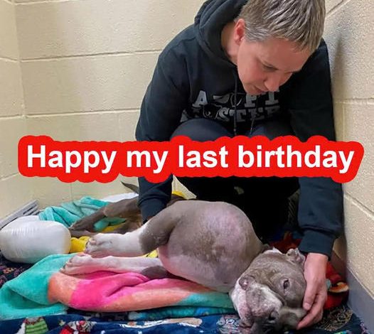 Heartbroken dog Juli waited 13 years at the shelter; today marks the dog’s final birthday